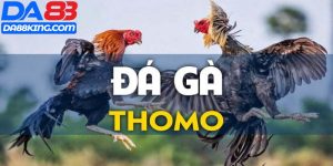 Đá Gà Thomo Là Gì?